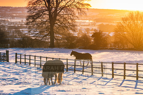 Snowy Cotswolds January 2021-20