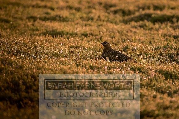 Grouse in Teesdale-45