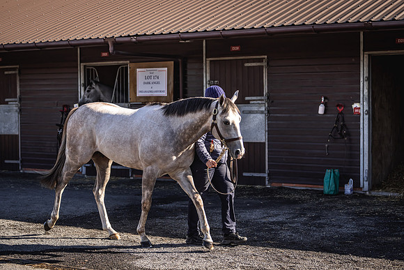 Goffs UK Breeze Up 2022-95