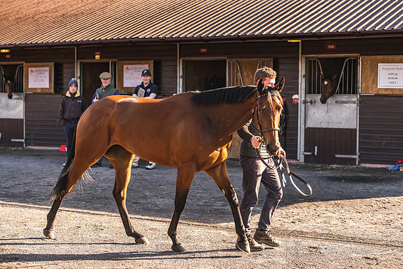 Goffs UK Breeze Up 2022-22