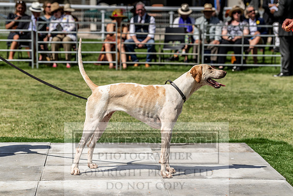 Builth Hound Show 2019-155