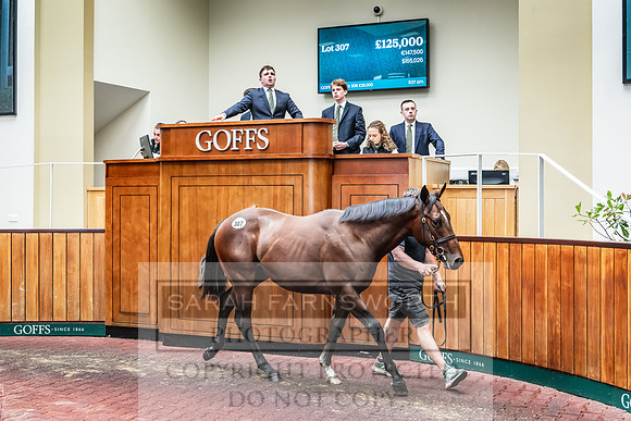 Goffs UK PY24-408