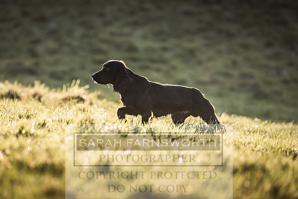 Avonmeadow Stud Dogs-63
