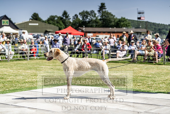 Builth Hound Show 2019-169