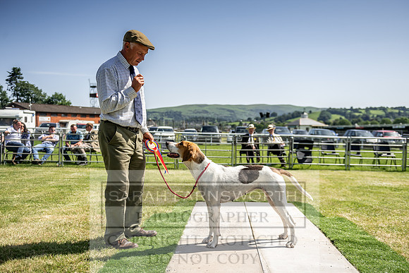 Builth Hound Show 2019-175