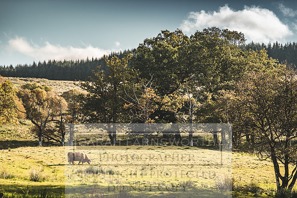 Scotland October 2019-10