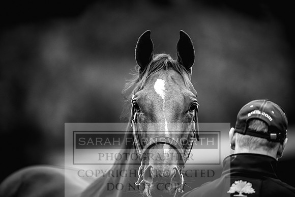 Goffs Orby 2022 Day 1-30