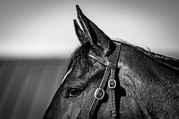 Goffs UK Breeze Up 2022-36