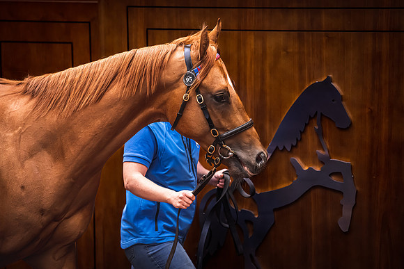 Goffs UK Breeze Up 2022-264