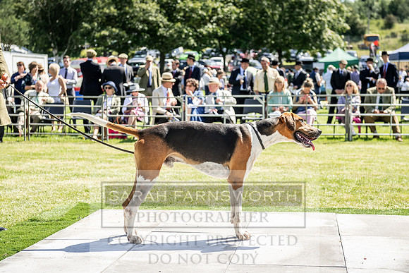 Builth Hound Show 2019-44