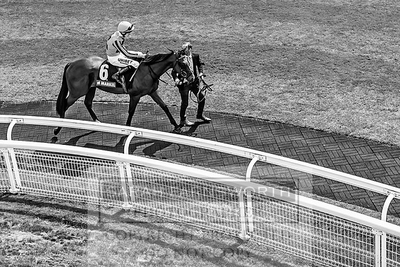 GUK Goodwood Sale 2019-91