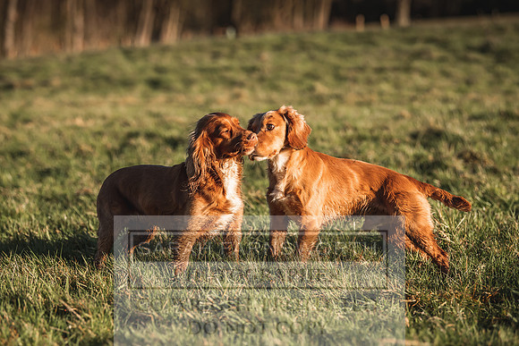 Avonmeadow Stud Dogs-28