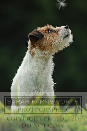Jack russell terrier