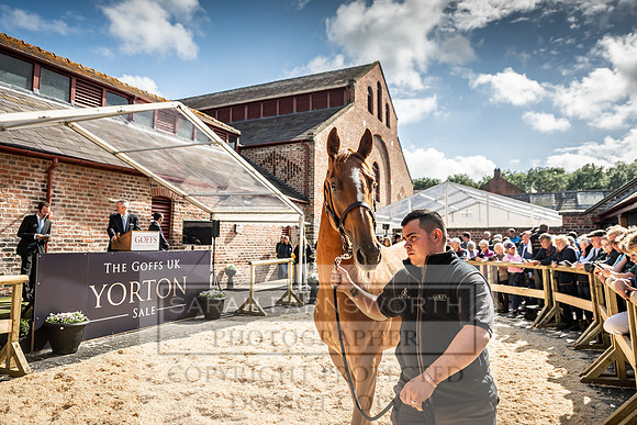 GUK Yorton Sale 2019-378