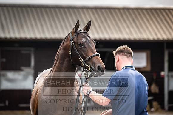 Goffs UK PY24-454