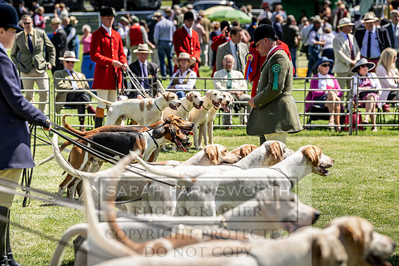Builth Hound Show 2019-76
