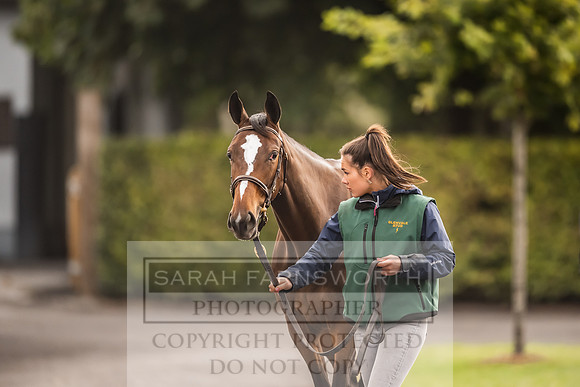 Goffs Orby 2022 Day 1-54