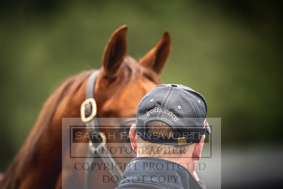 Goffs Orby 2022 Day 1-38