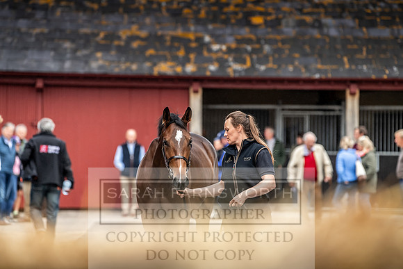 GUK Yorton Sale 2019-249