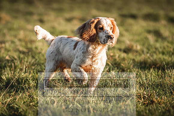 Avonmeadow Stud Dogs-88