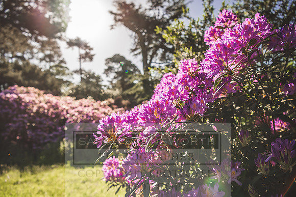 Cotswolds May 2020-17