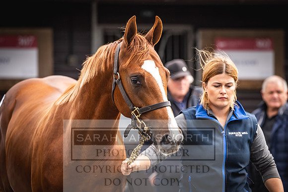 Goffs UK PY24-117