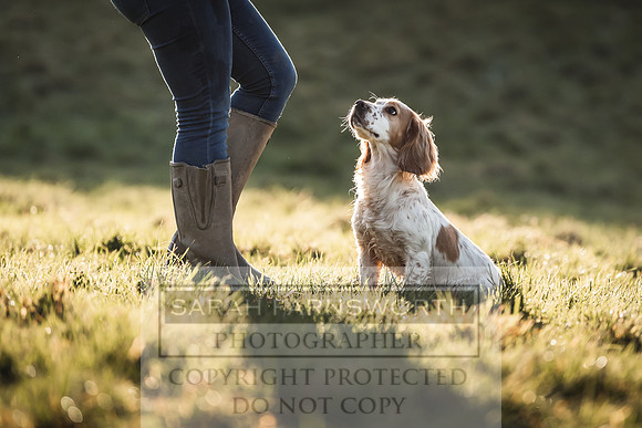 Avonmeadow Stud Dogs-67