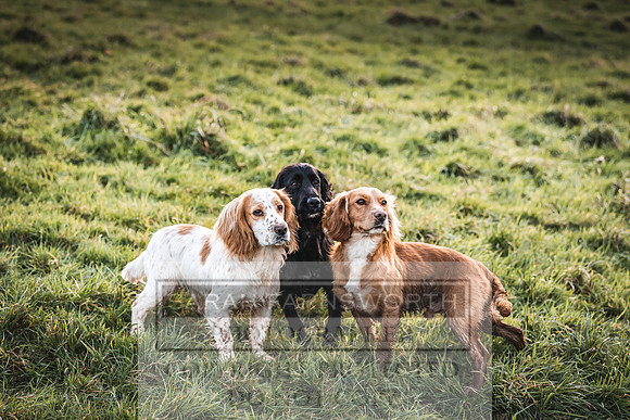 Avonmeadow Stud Dogs-125