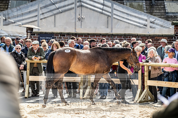 GUK Yorton Sale 2019-363