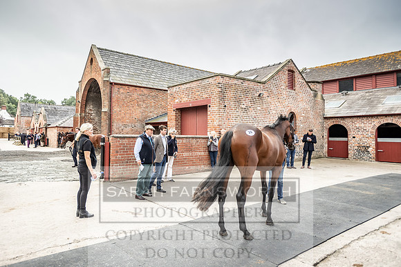 GUK Yorton Sale 2019-237
