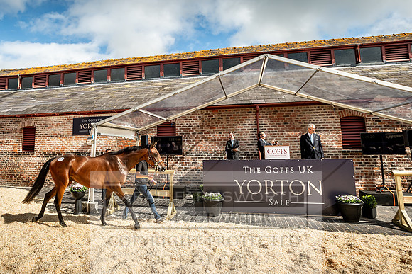 GUK Yorton Sale 2019-357