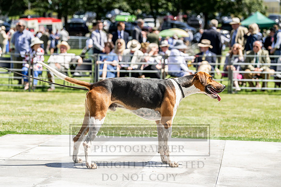 Builth Hound Show 2019-119