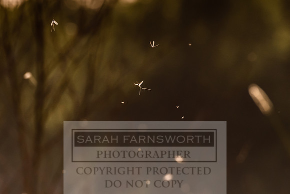 Mayfly Hatch and Brown Trout 2020-64