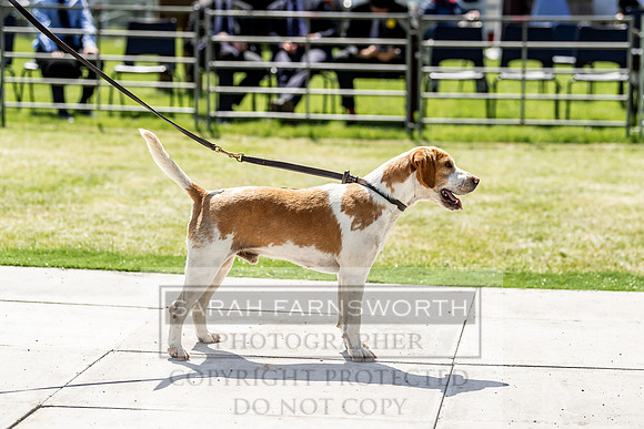 Builth Hound Show 2019-101