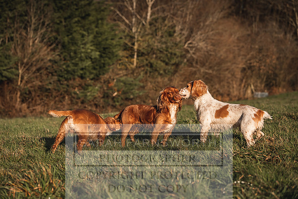 Avonmeadow Stud Dogs-36