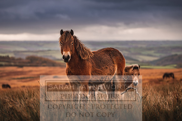 Exmoor Autumn 2020-58