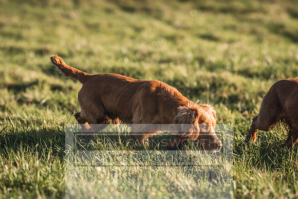 Avonmeadow Stud Dogs-38