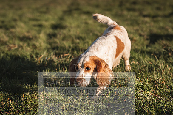 Avonmeadow Stud Dogs-22