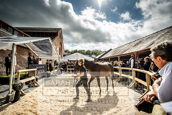 GUK Yorton Sale 2019-364