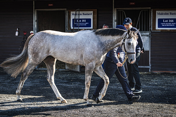 Goffs UK Breeze Up 2022-97