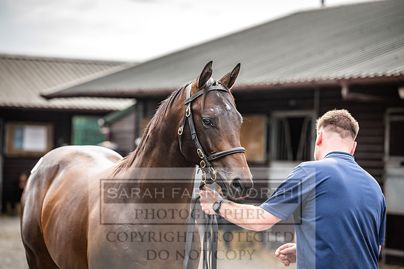 Goffs UK PY24-456