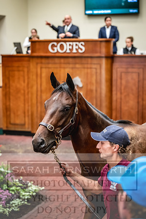 Goffs UK PY24-136