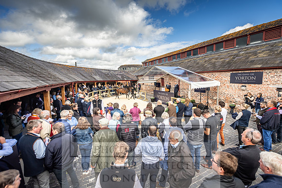 GUK Yorton Sale 2019-384