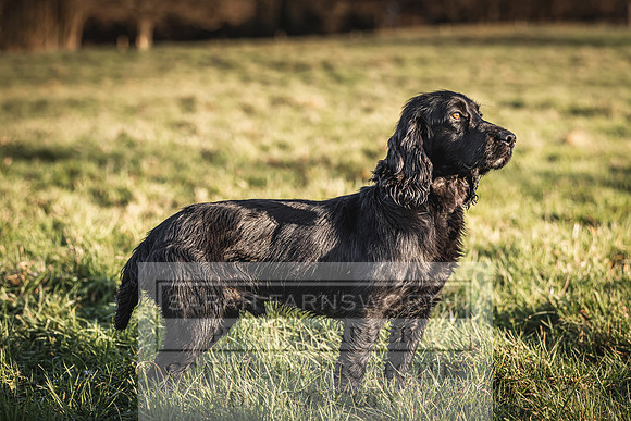 Avonmeadow Stud Dogs-98