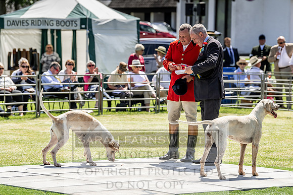 Builth Hound Show 2019-154