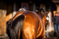 Goffs UK Breeze Up 2022-8