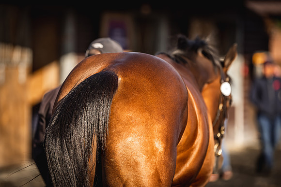 Goffs UK Breeze Up 2022-8