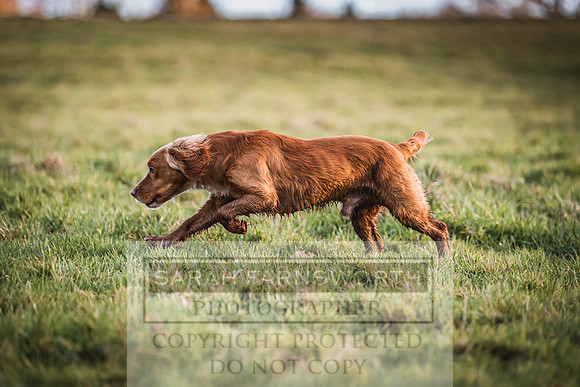 Avonmeadow Stud Dogs-155