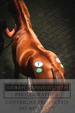 Goffs Orby 2022 Day 1-65
