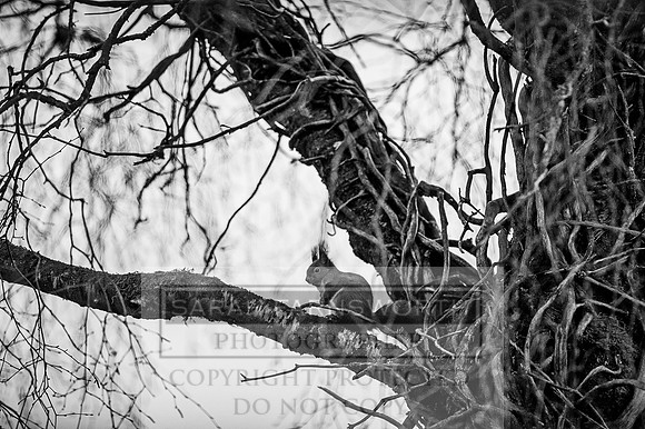 JED 010116-7 bw